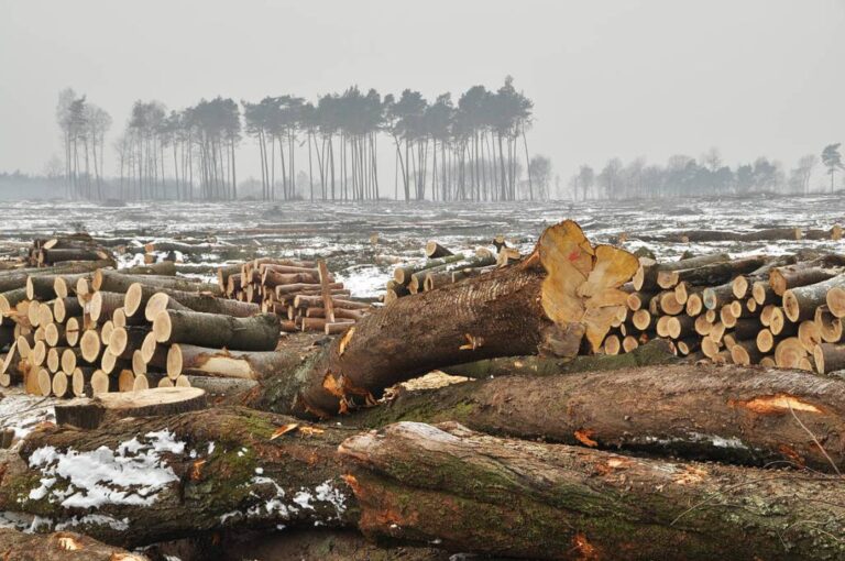 La vida silvestre del planeta ha disminuido un 73% en 50 años, advierte un informe global