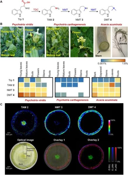 Plantas de tabaco modificadas producen compuestos psicodélicos para futuras terapias médicas