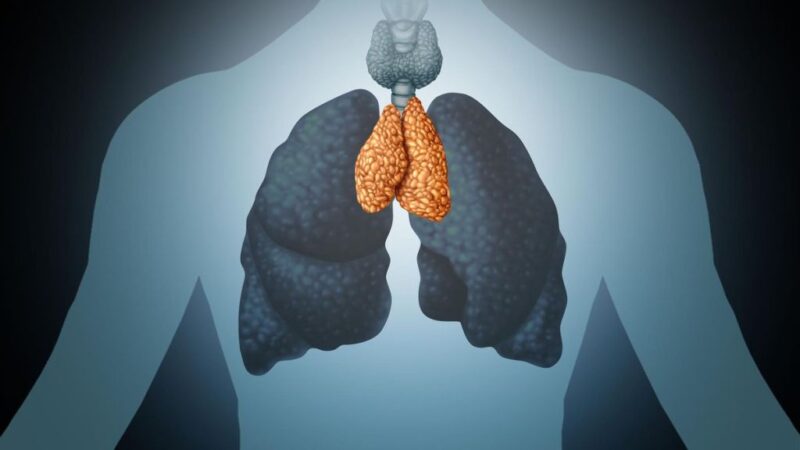 El timo: el órgano considerado “inútil” que podría ayudar a proteger contra el cáncer