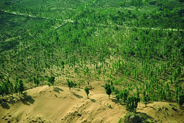 La Gran Muralla Verde de China: el gigantesco bosque artificial que intenta frenar el avance de dos desiertos