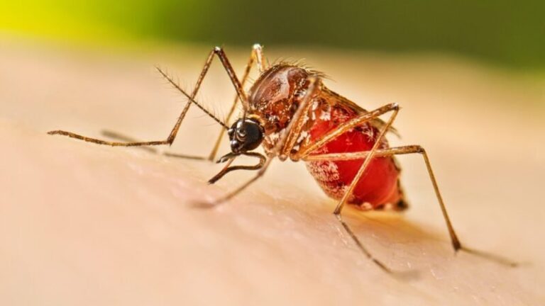 Sin casos de dengue en Chihuahua; refuerzan prevención