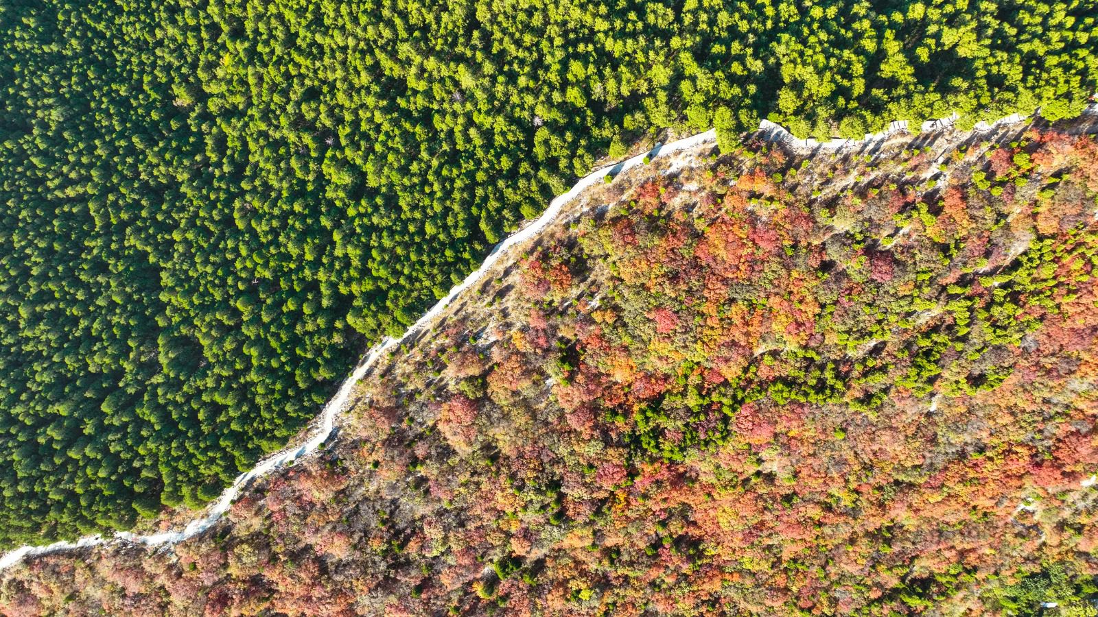 Un crecimiento impactante de La Gran Muralla Verde - DangDai - DangDai