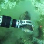Científicos descubren el mayor cementerio de ballenas conocido en el Océano Índico