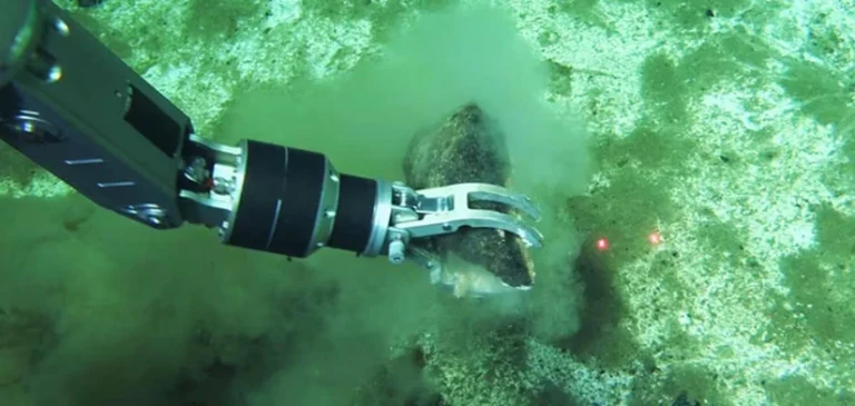 Científicos descubren el mayor cementerio de ballenas conocido en el Océano Índico