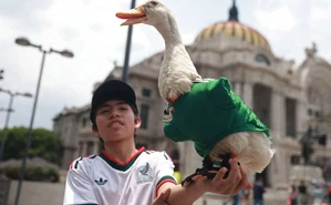 El pato que se robó el Mundial: las fotos de Merlín que están conquistando las redes