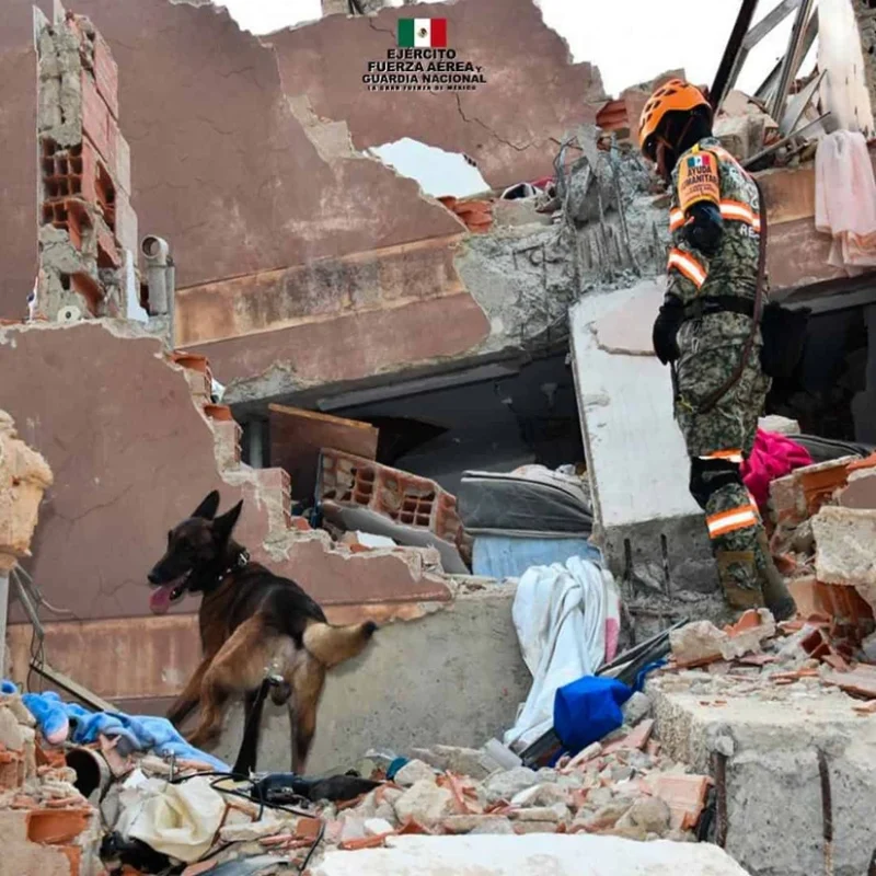 Perros rescatistas de México salvan niño entre los escombros tras los terremotos en Venezuela