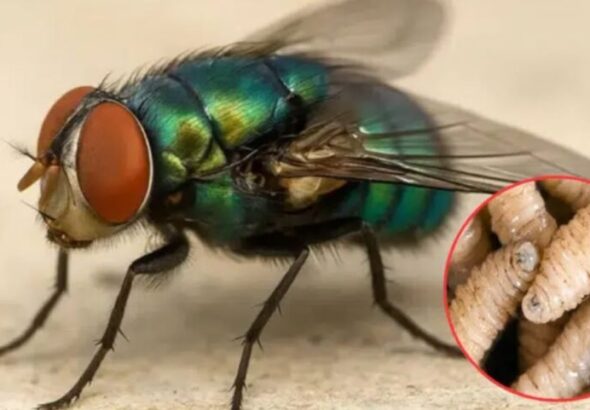 Alerta SIFSA sobre brote de gusano barrenador