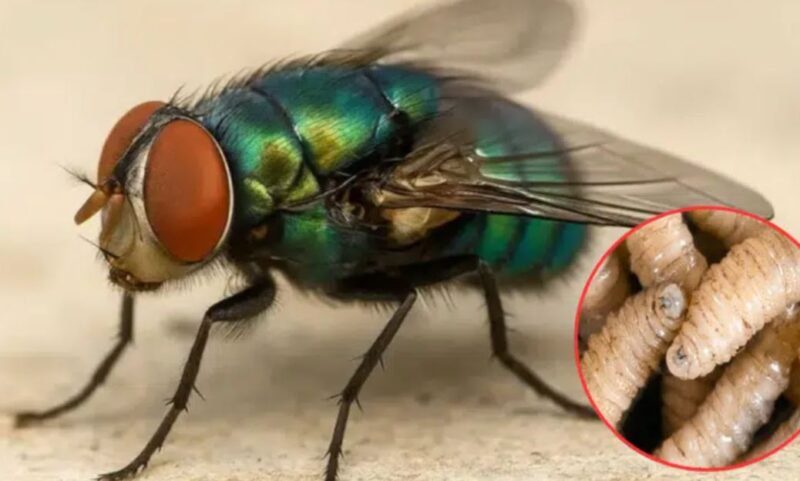 Alerta SIFSA sobre brote de gusano barrenador