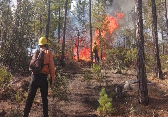 Ocho incendios forestales continúan activos en Chihuahua