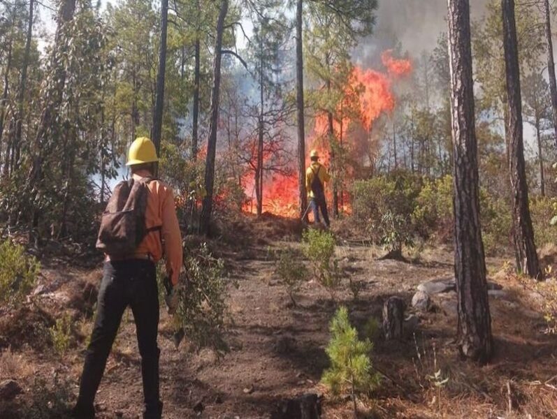 Ocho incendios forestales continúan activos en Chihuahua