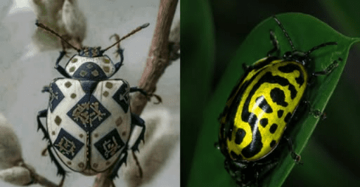 Increíble escarabajo parece una obra de arte y sus extraños dibujos sorprenden al mundo