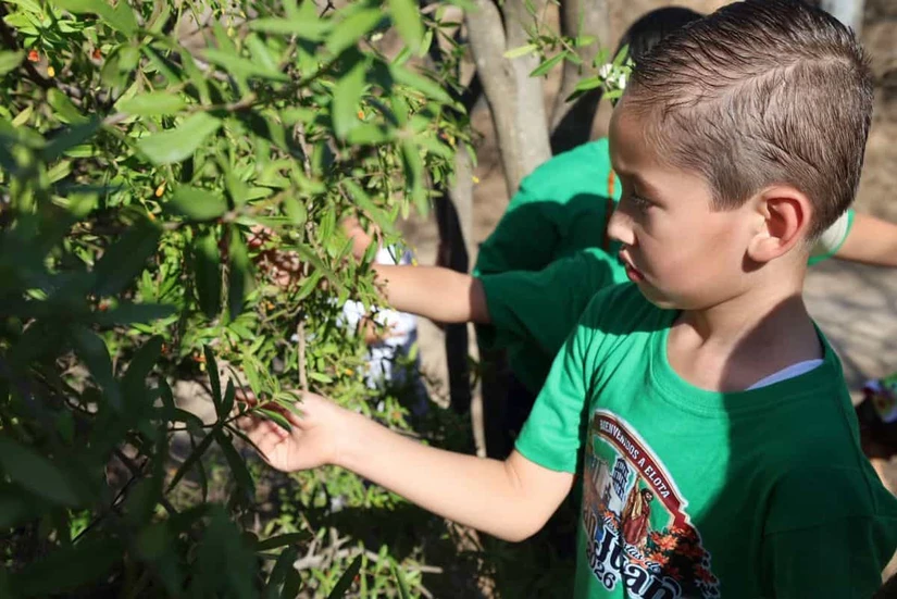 La recolección de la flor de San juan es una gran tradición que busca inculcarse entre las niñas y niños elotenses