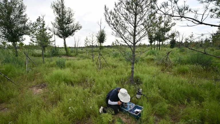 Los bosques plantados en China crecen hasta un 66% más rápido que los naturales, según un estudio