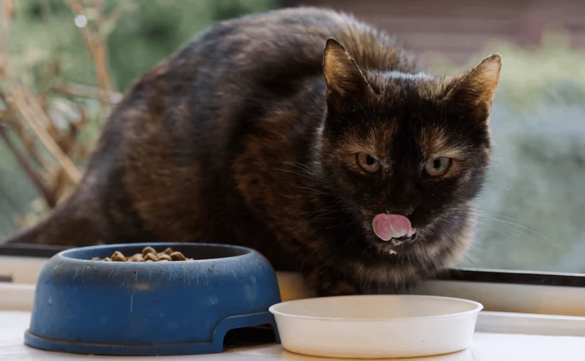 Un gato mayor de edad debe tener su comida de forma fraccionada. Foto: Cortesía