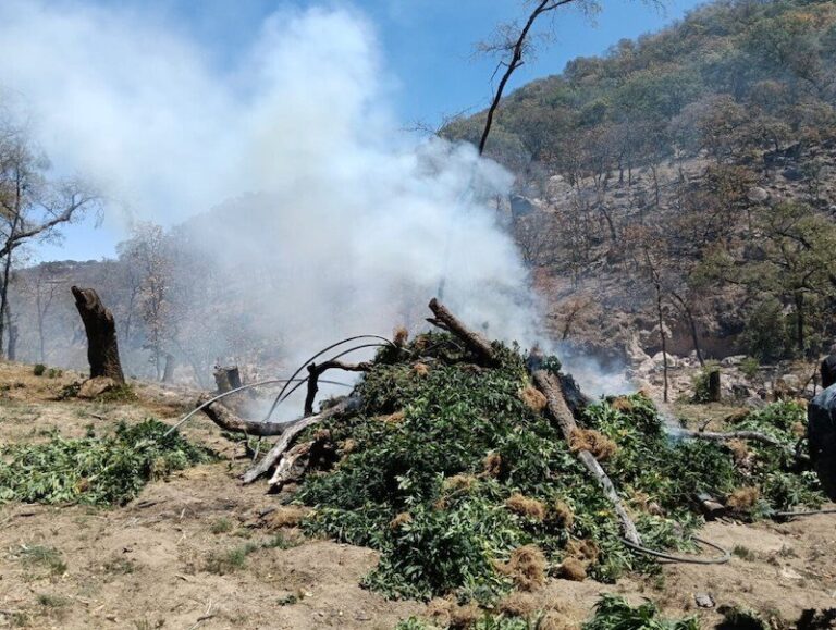 Abandonan cargamento de marihuana en Uruachi durante operativo en la Sierra Tarahumara