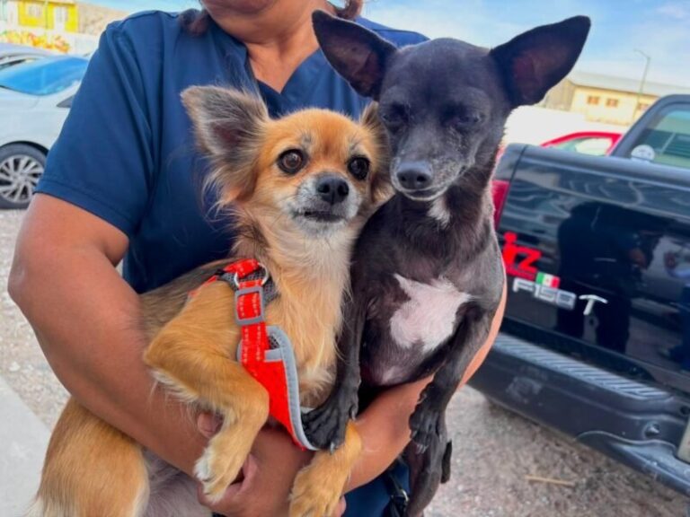 Jael Argüelles realiza campaña de esterilización y bienestar animal en Ciudad Juárez
