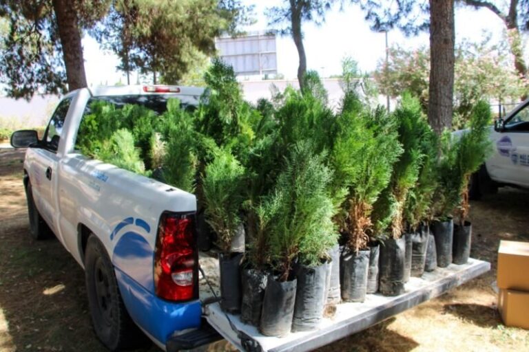 SDR entregará árboles y semillas por el Día Nacional del Árbol